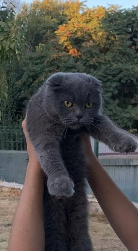 Продаётся кошка Продаётся кошка