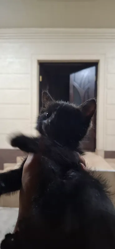 котенок 5