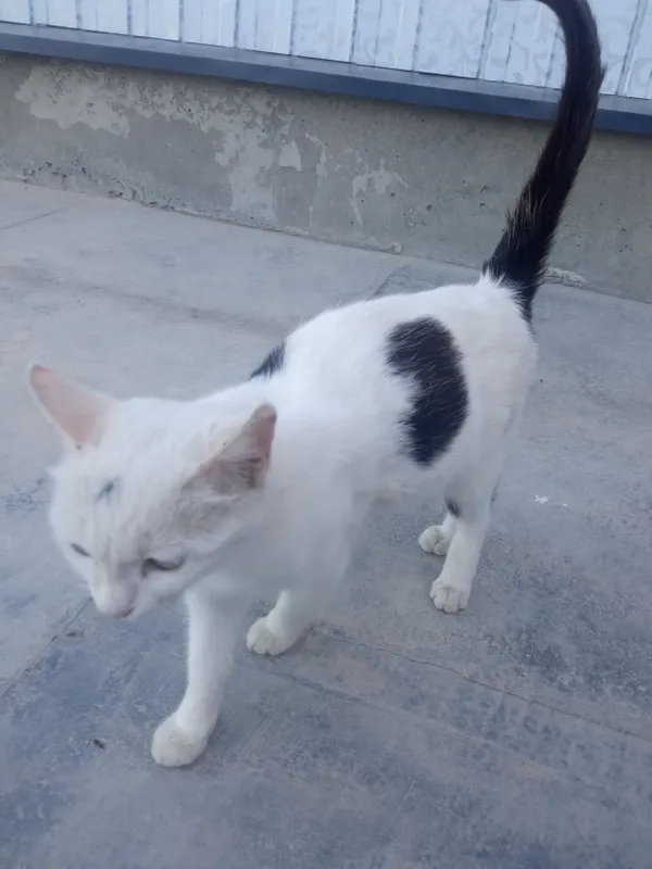 Sog‘lom va chiroyli mushuk sotiladi. Bolali mushuk — фото 1