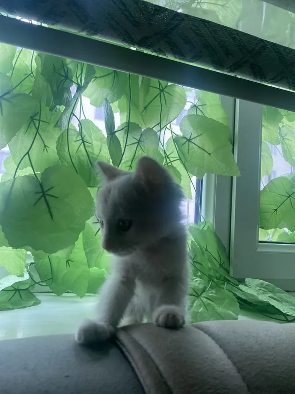 Кошки месни имй митвой — фото 1