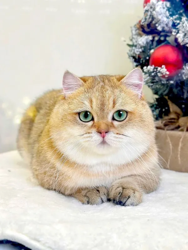Вязка кота ny12 bri