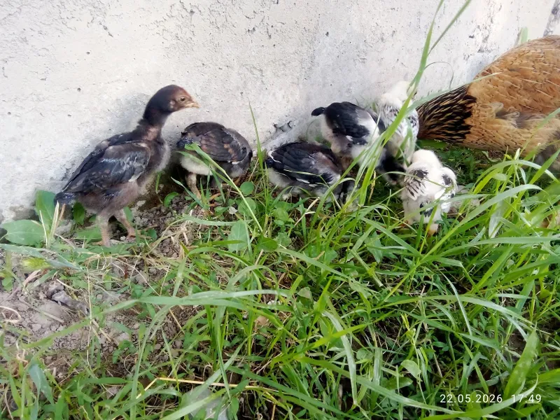 Dakang jojalar sotiladi