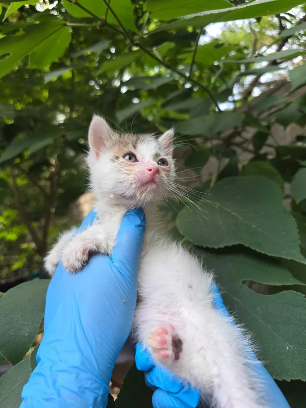 Котята ищут семьи! 4 Котята ищут семьи! 4