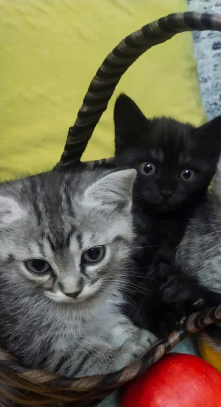 Отдам в дар котят — фото 1