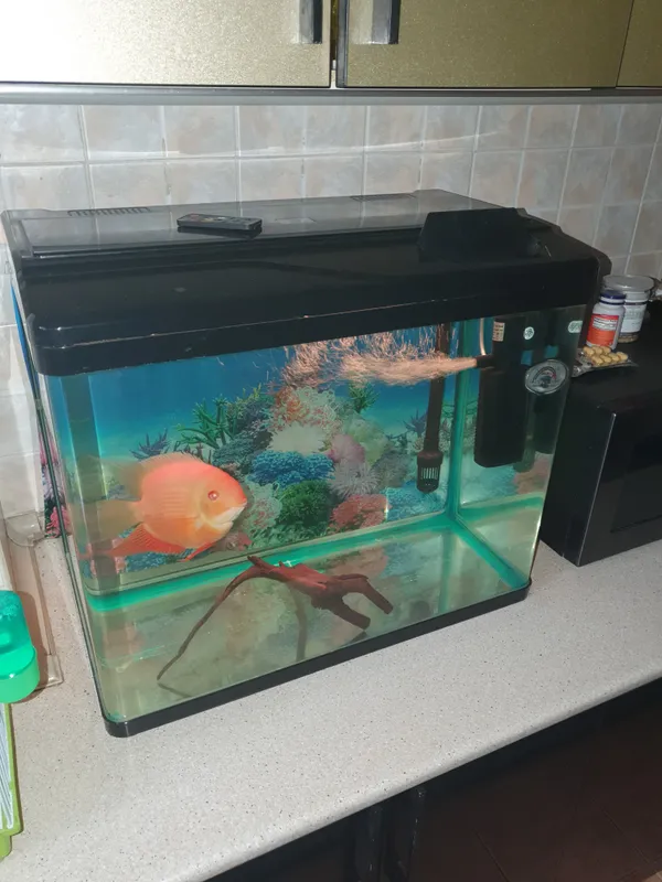 akvarium 1