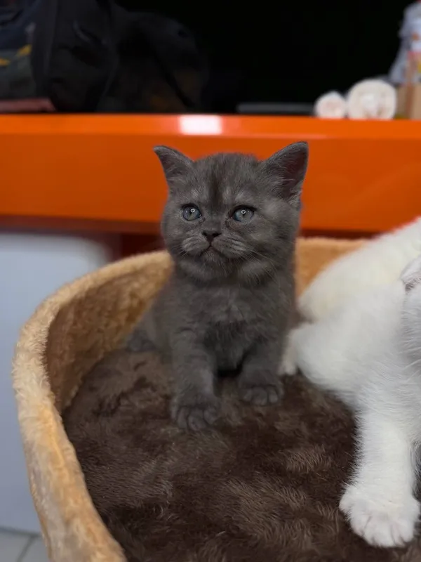 Породистые умные котята 7 Породистые умные котята 7