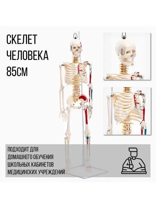 Скелет анатомический модель скелет — фото 4