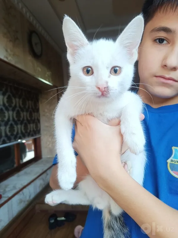 Mushuk Bollalari 4 Mushuk Bollalari 4