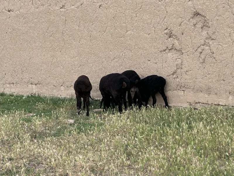 Qoylar sotiladi 4 ta
