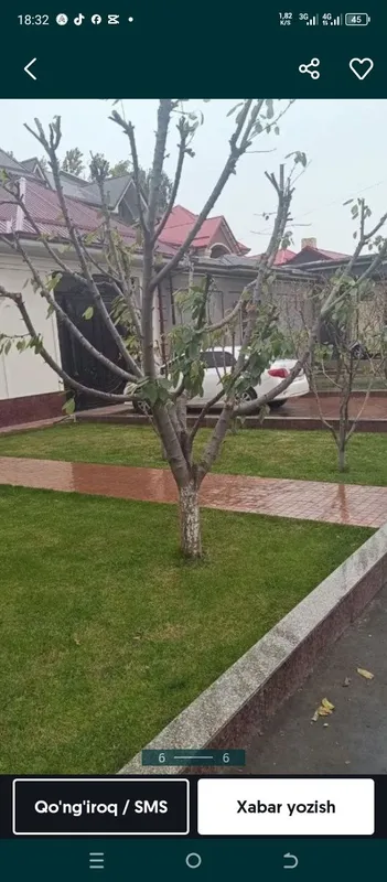 Daraxt kesish va malakali Bog'bon xizmati — фото 1
