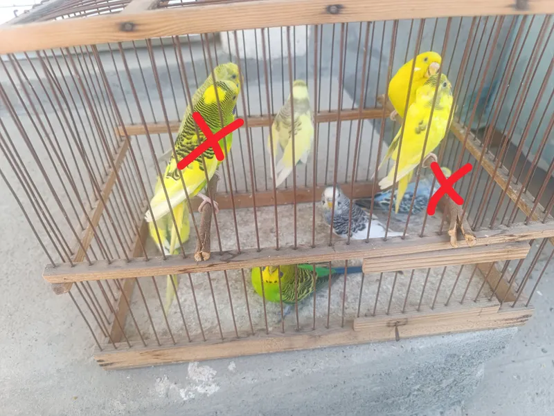 Papugay valnistiy 7ta 65.000 dan optim kelishiladi 3