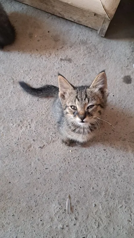 Mushuk. Kimga kerak boʻlsa 1 Mushuk. Kimga kerak boʻlsa 1