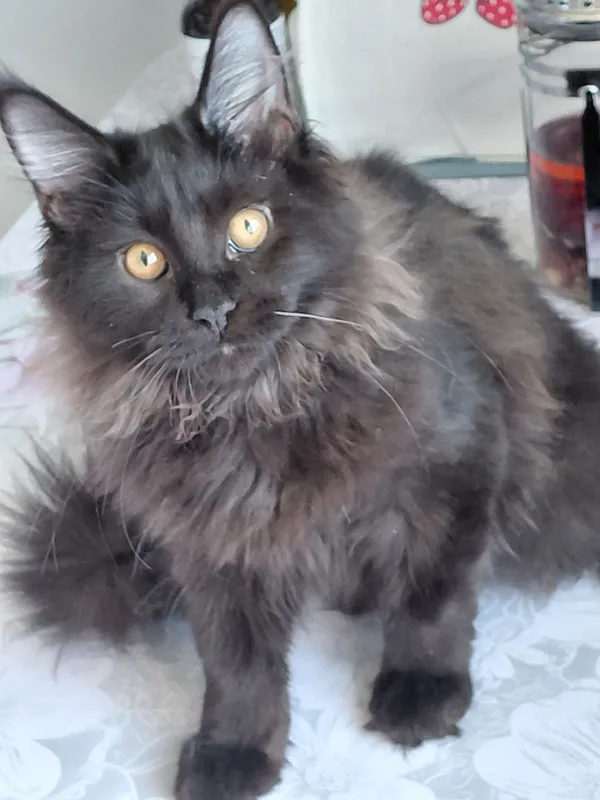 продаются котята породы Мейн кун котятам 5 мес — фото 3