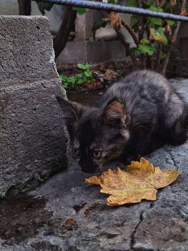 котята в добрые руки бесплатно 3 котята в добрые руки бесплатно 3