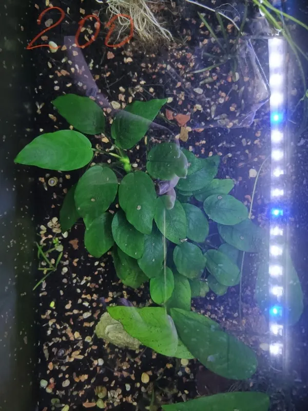 Продам водоросли — фото 1