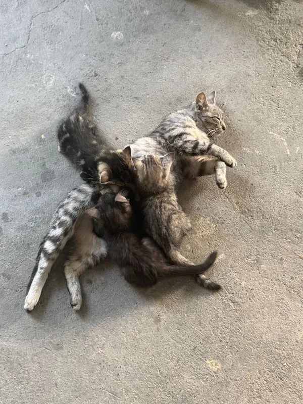 Отдадим домашние кошки в надежные руки