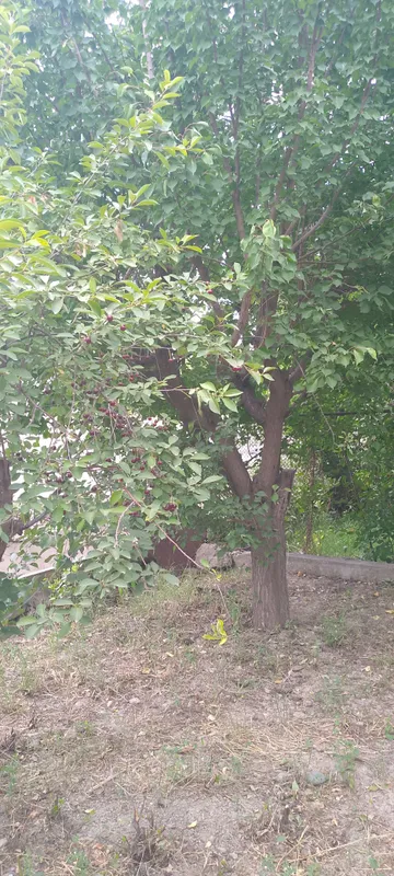 дарахт утин 3