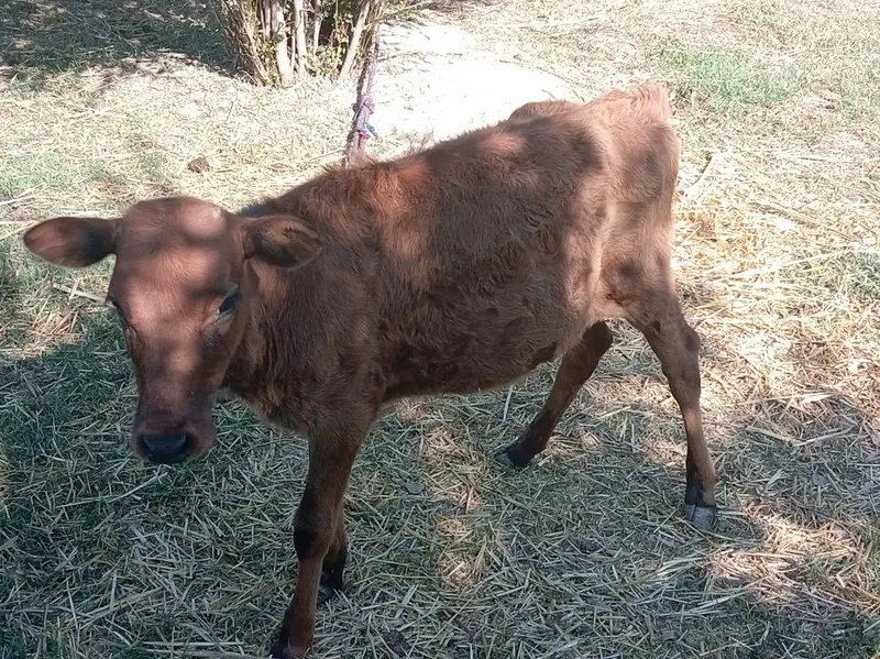 G'unojincha sotiladi 1