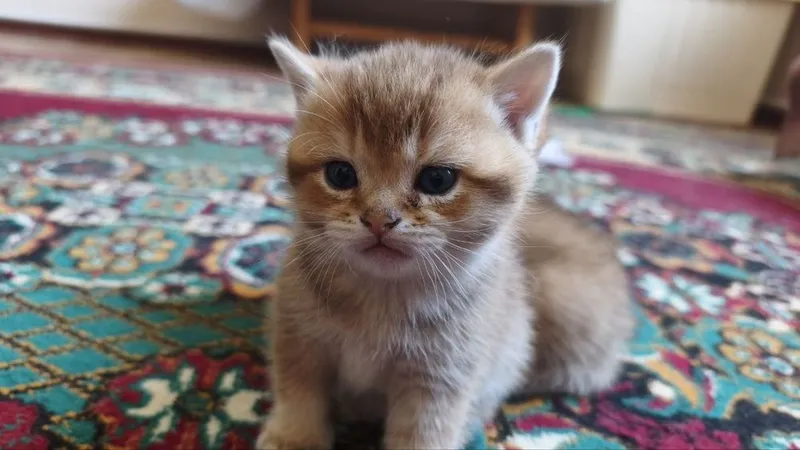 Продаются котята породы британская короткошерстная (золотая шиншилла) — фото 7