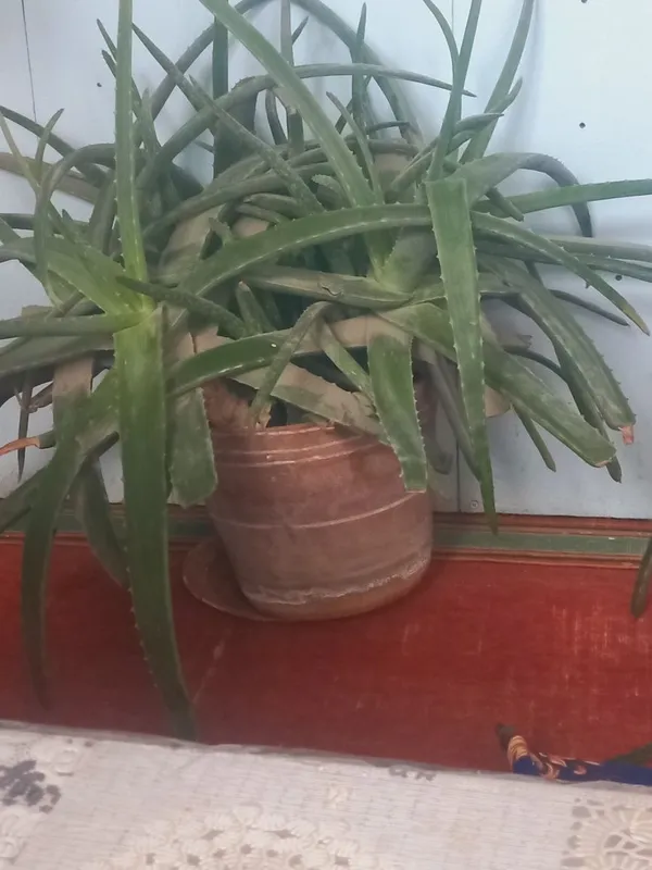 Aloe vera foydali tez sotiladi narxi kelishiladi.Uy sharoitida — фото 1