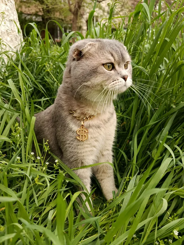 вязка котов 3 вязка котов 3
