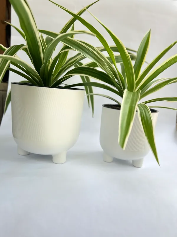Elegant guldonda gullar 3