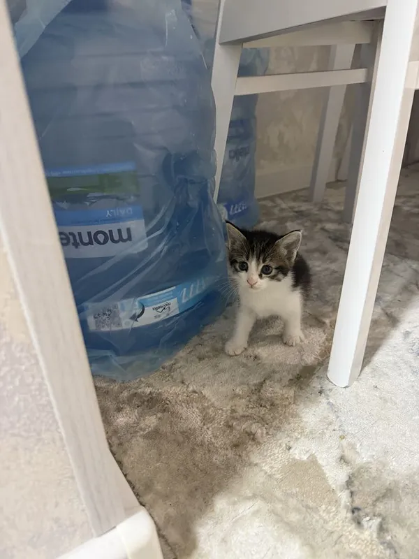 Милота 5 котят в хорошие руки 7 Милота 5 котят в хорошие руки 7