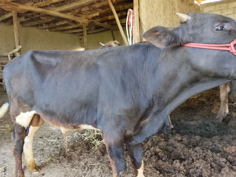 Sifat buqacha sotiladi. Sogʻlom. Yemga tayyor mol 7