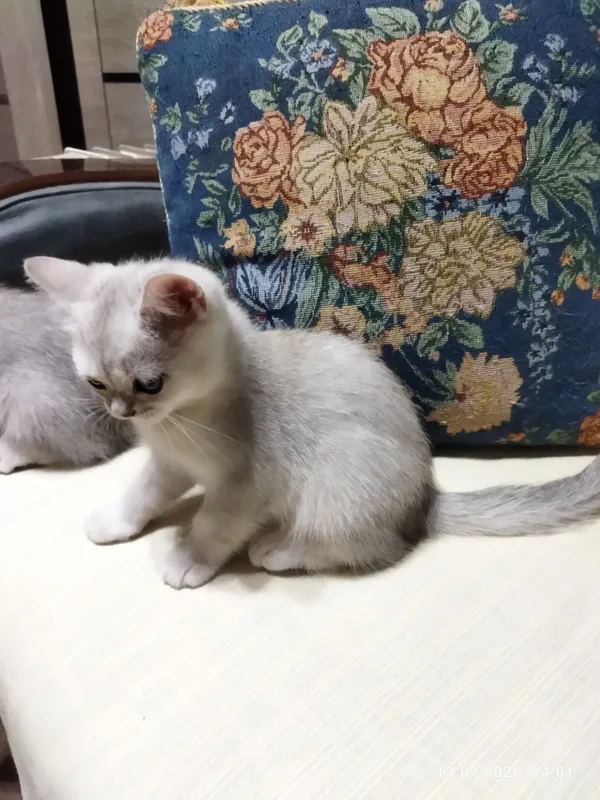 котята серебряная шиншилла 10 котята серебряная шиншилла 10