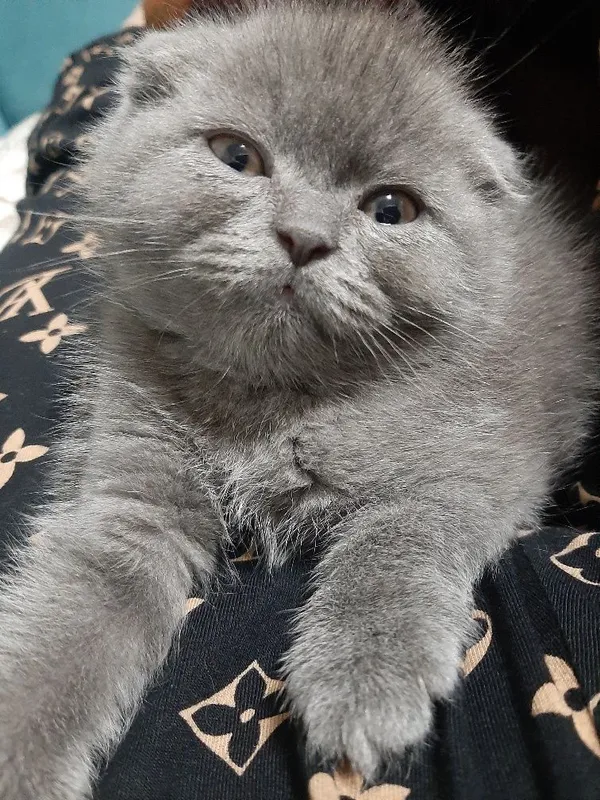 Ўғил скоттиш фолд — фото 2