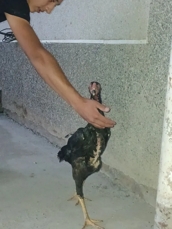 kurk dakan tovuq sotiladi