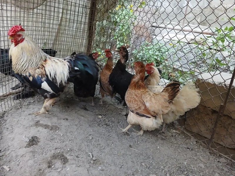 Xonaki tovuqlar sotiladi 2 Xonaki tovuqlar sotiladi 2