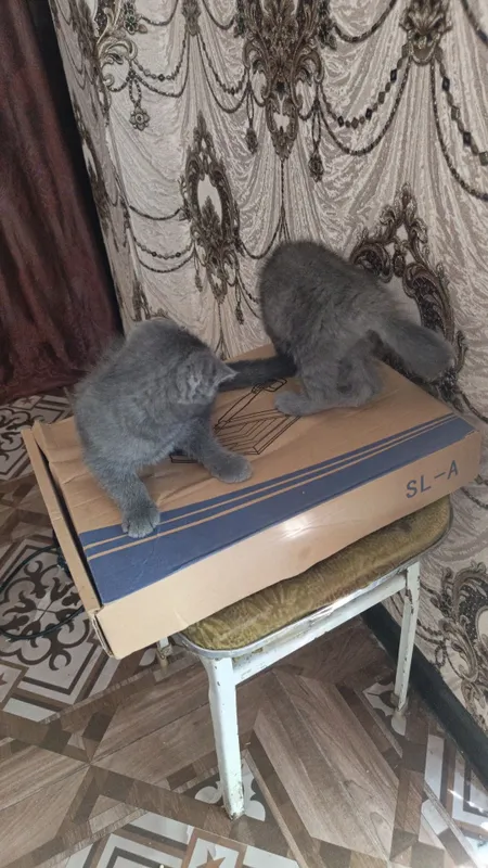 Котята Скоттиш фолдики , упитанные, ухоженные красавчики. 6