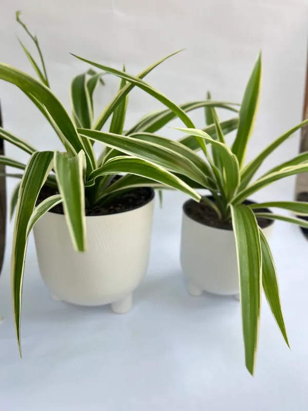 Elegant guldonda gullar 4