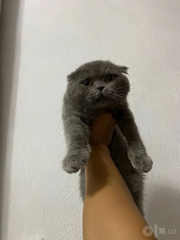 Скоттиш-фолд. Для вязки 1 Скоттиш-фолд. Для вязки 1
