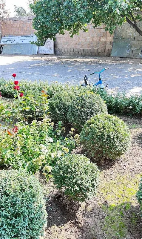 Шамшод-самшит (buxus) 5 Шамшод-самшит (buxus) 5