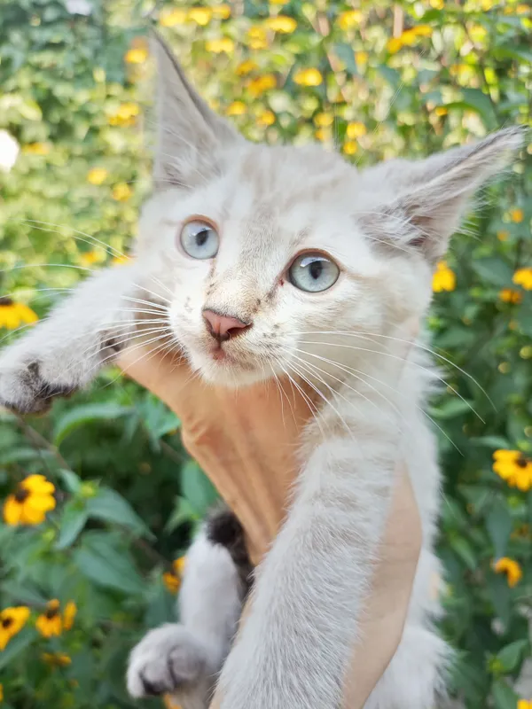 Пристраиваются котята 1