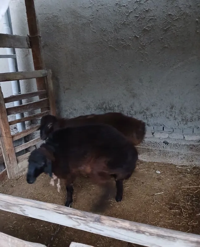 Qo'chqor sotiladi Buxoro shahar daa maxosa 3 Qo'chqor sotiladi Buxoro shahar daa maxosa 3