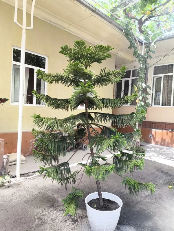 Archa gul dekorativniy 2 Archa gul dekorativniy 2