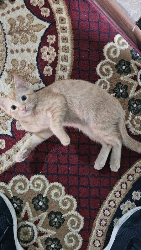 Котёнок, девочка 2 Котёнок, девочка 2