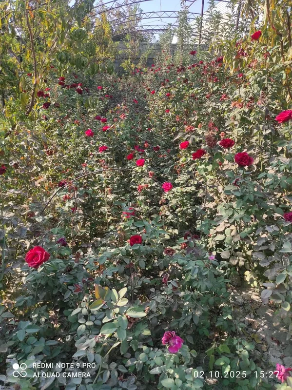 Роза атиргул atirgul koʻchatlari — фото 3