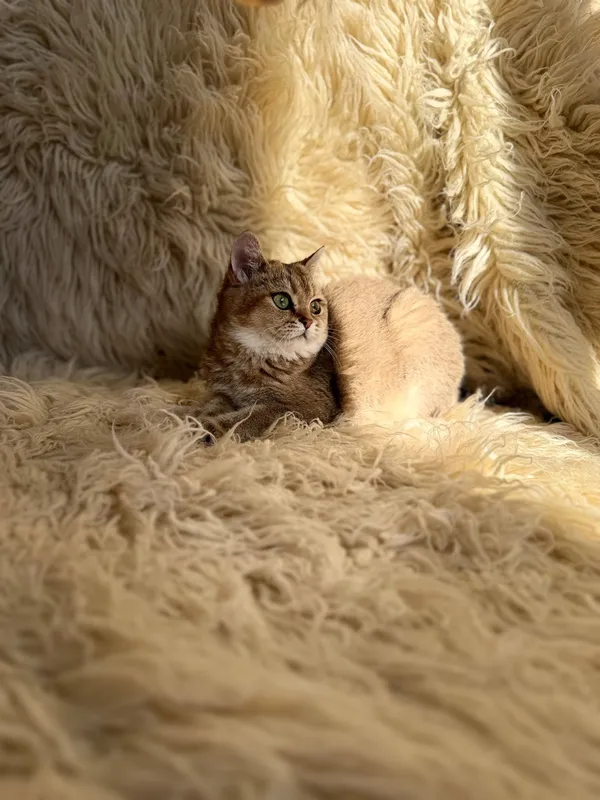 Шотландская вислоухая кошка 1 Шотландская вислоухая кошка 1