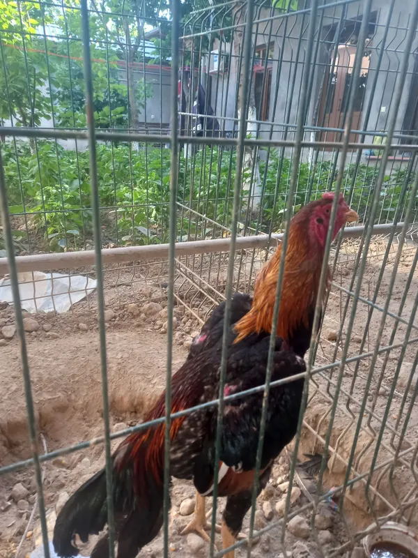 Bobo xòroz 9 oylik