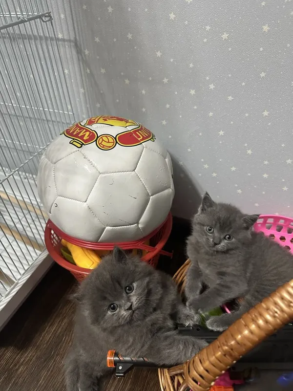 Продаются котята Британцы…
