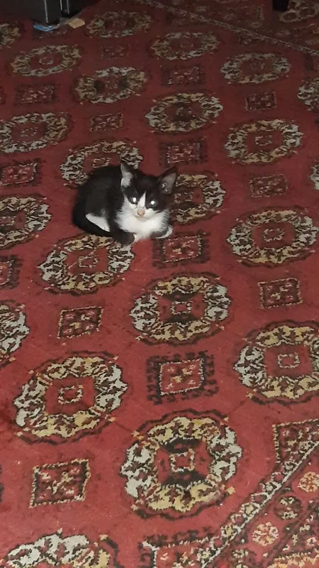 Котята в добрые руки. — фото 2