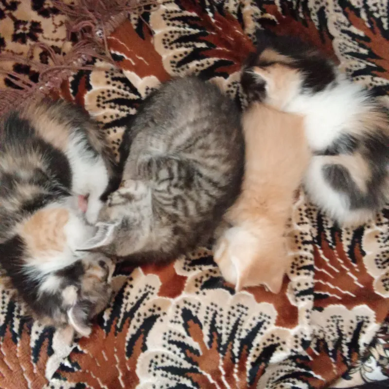 Отдам котят в хорошие руки