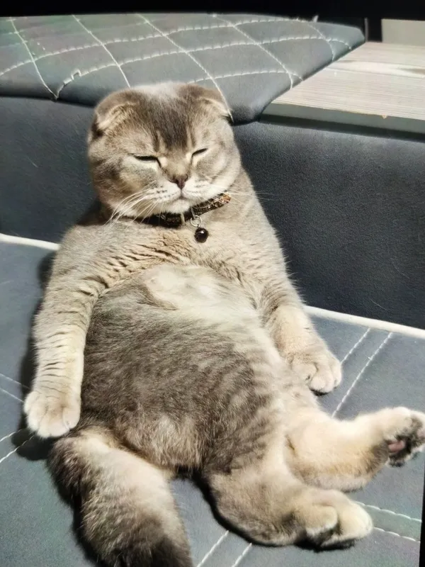 Продается Кот годовалый — фото 4