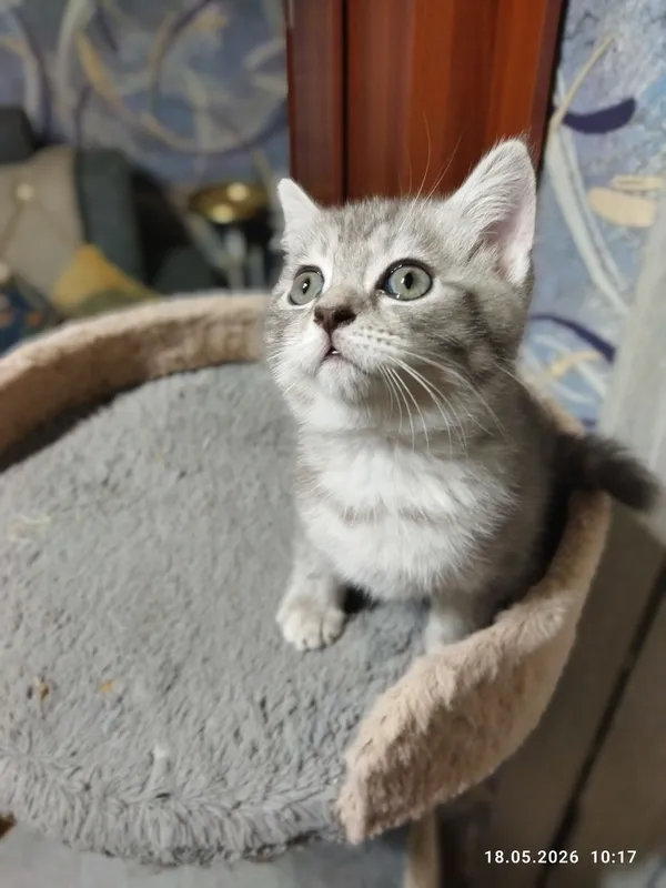 срочно продаются шотландские котята — фото 1
