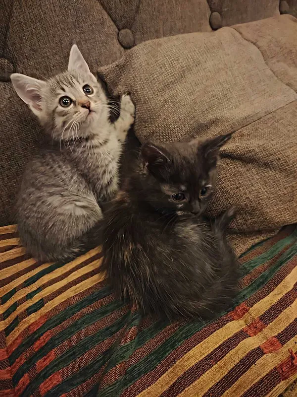 Котята в добрые руки — фото 1