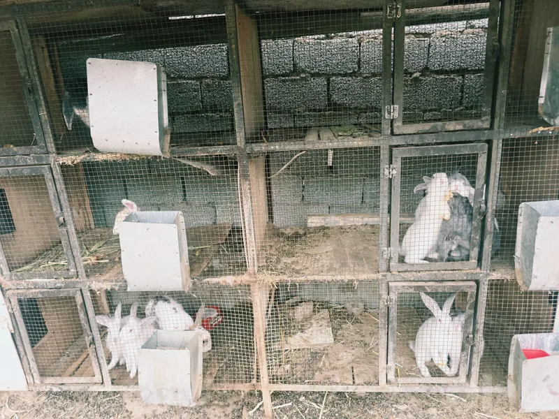 Продаются кролики, есть доставка 2 Продаются кролики, есть доставка 2